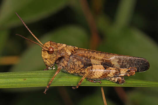 Image of Clouded Grasshopper