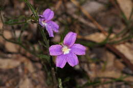 Слика од Scaevola ramosissima (Smith) K. Krause