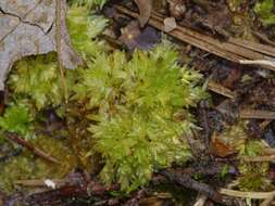 Image de Sphagnum perichaetiale Hampe ex C. Müller 1848