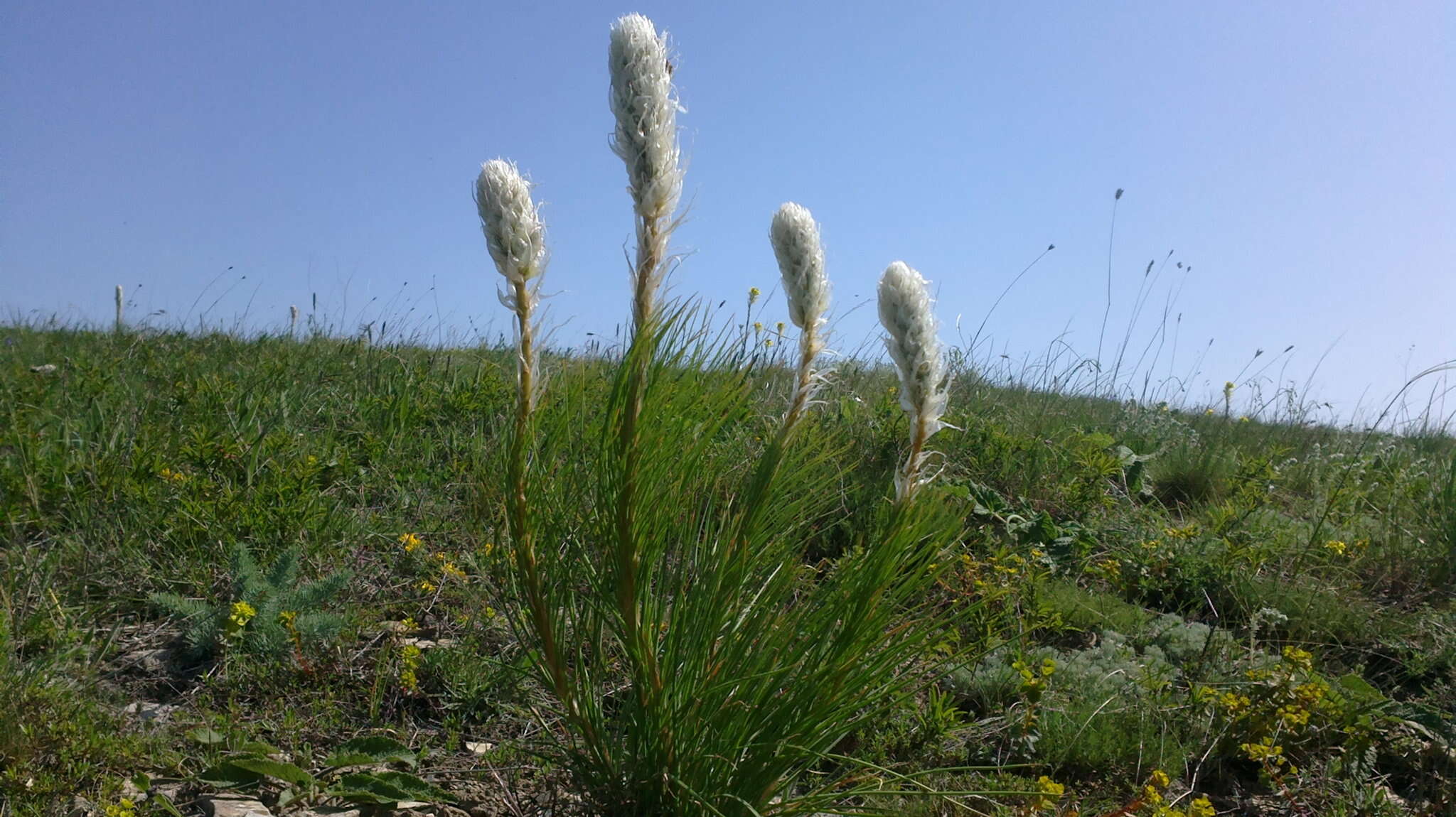 Image of Asphodeline taurica (Pall. ex M. Bieb.) Endl.