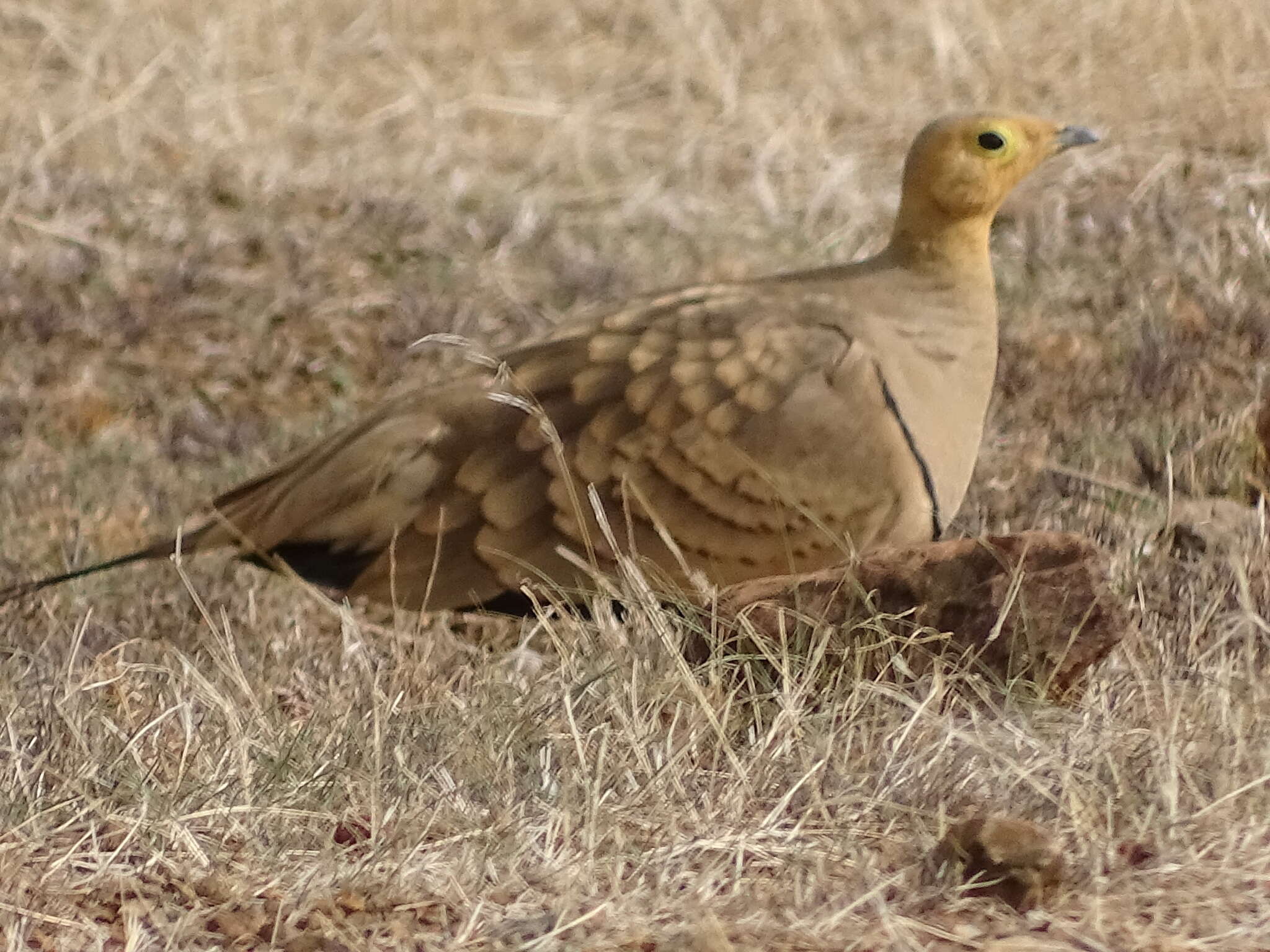 Image of Chestnut-bellied Sandgrouse