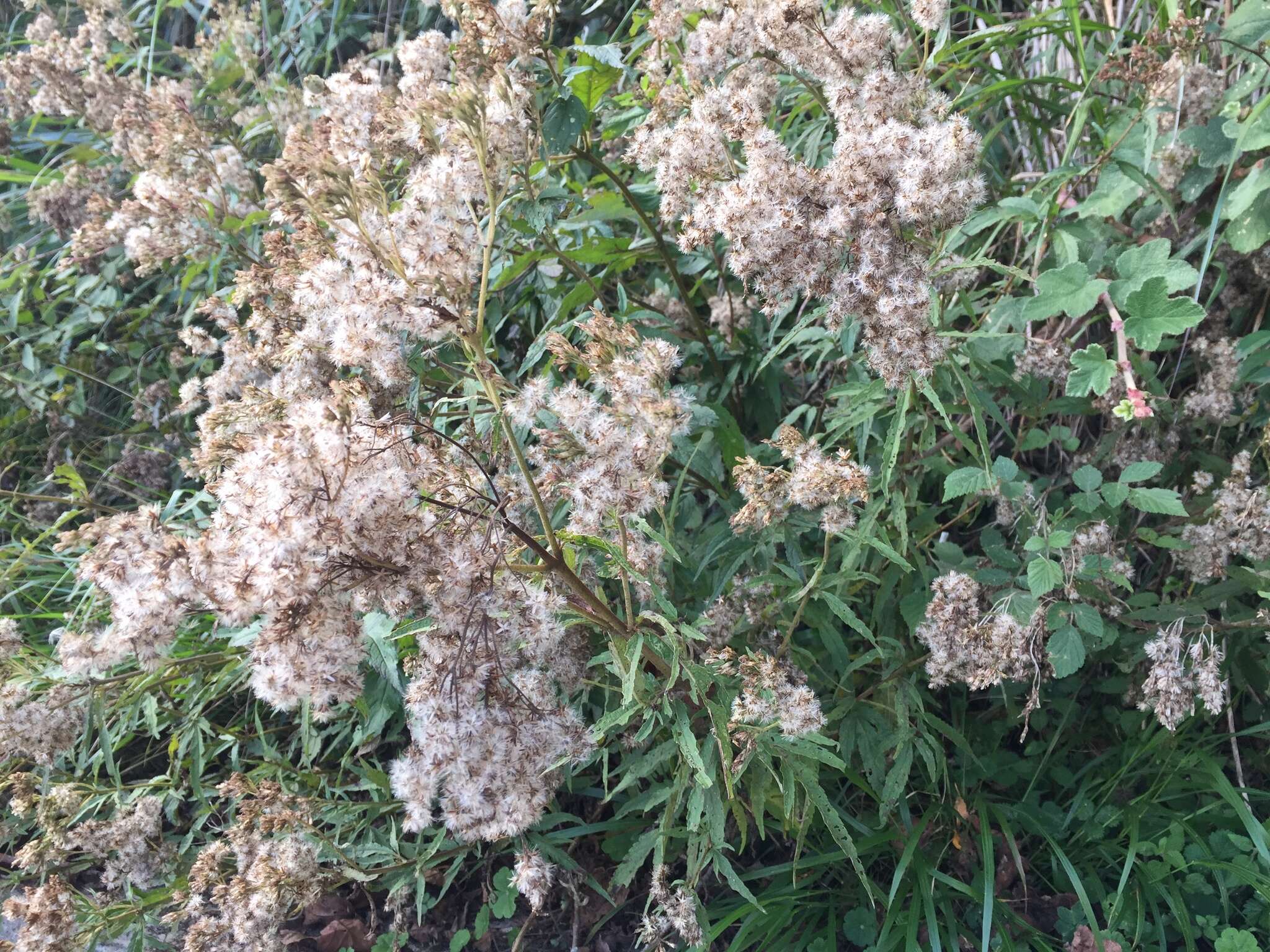 Image of Eupatorium formosanum Hayata