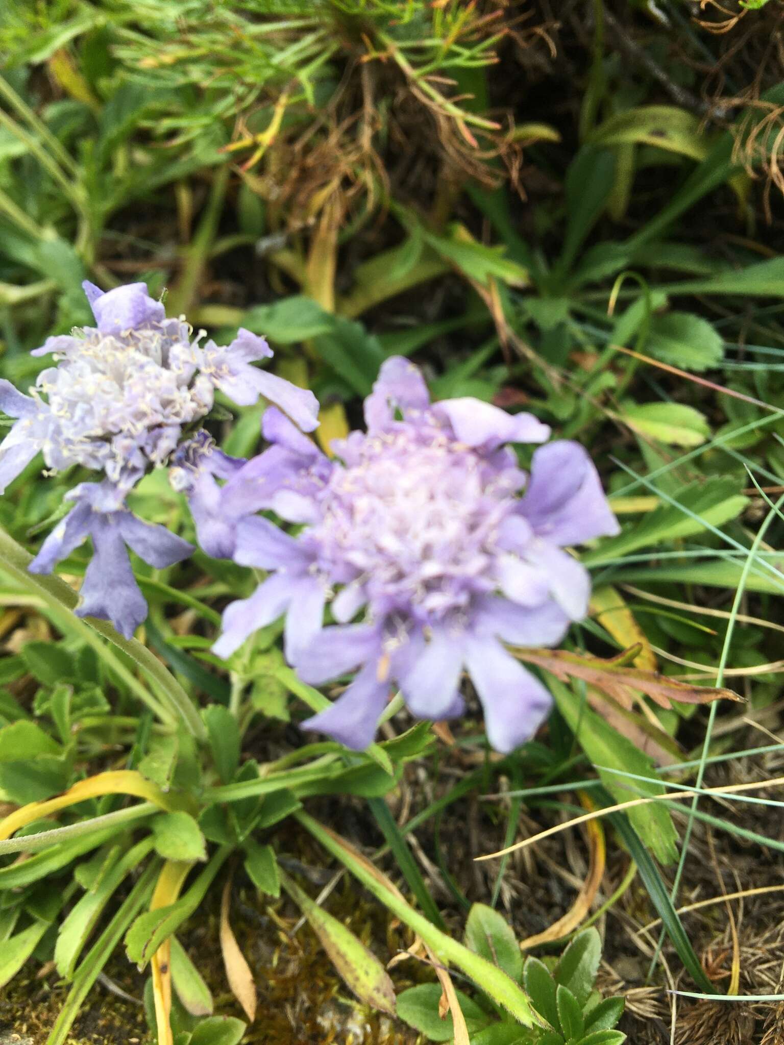 Image de Scabiosa lacerifolia Hayata