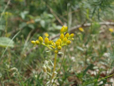 Image of Petrosedum rupestre (L.) P. Heath