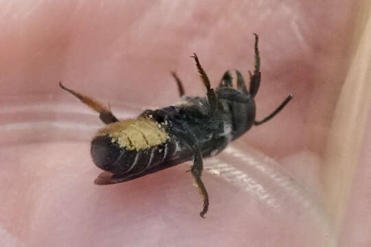 Image of Bellflower Resin Bee