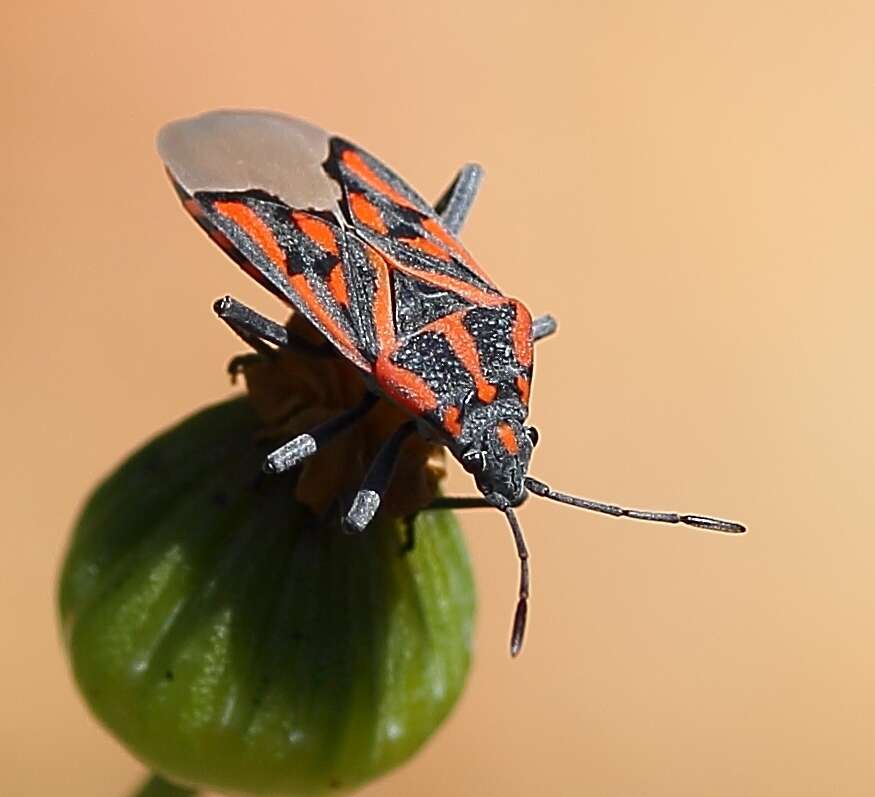 Image de Spilostethus crudelis Fabricius & J. C. 1781