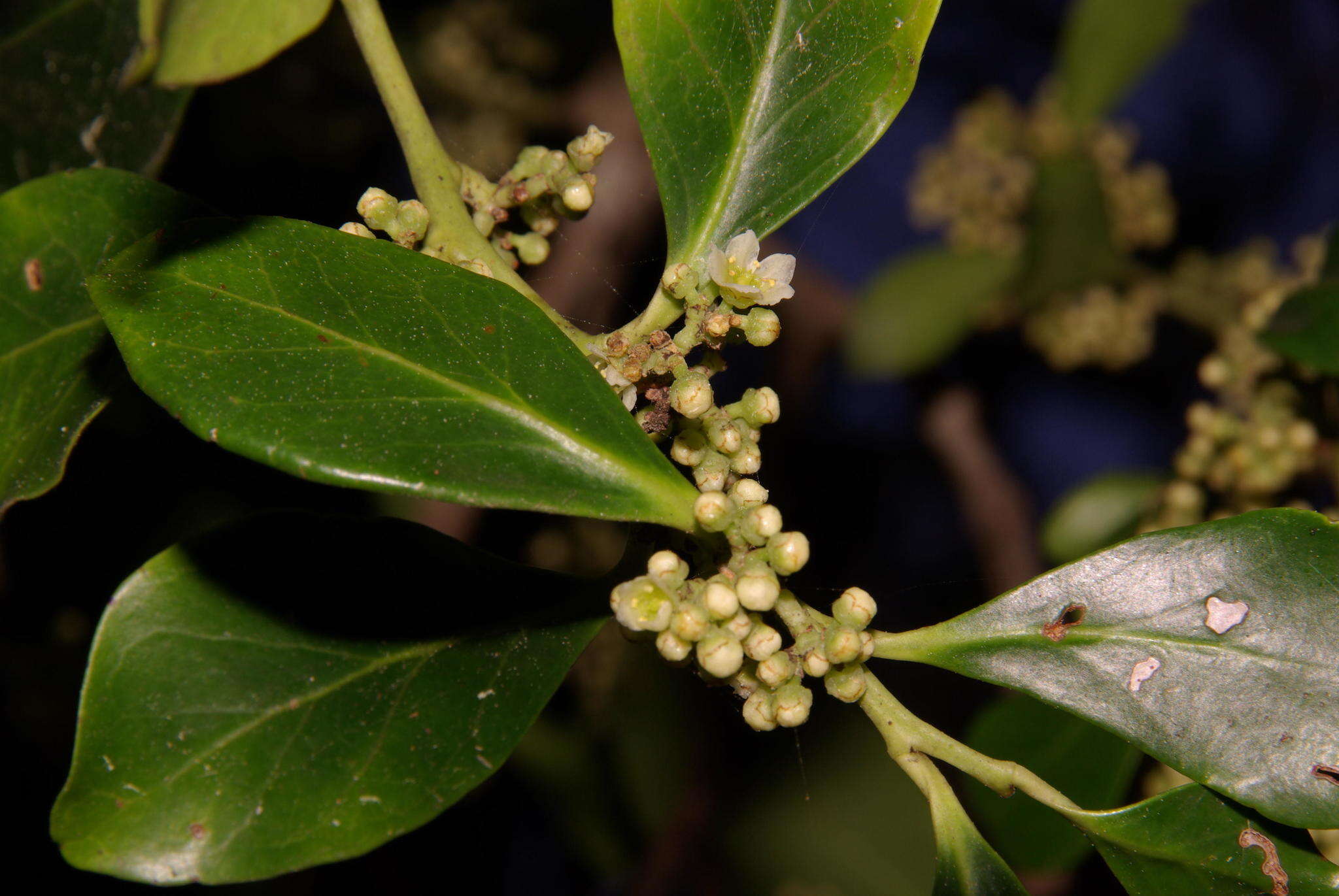 Plancia ëd Pterocelastrus tricuspidatus (Lam.) Walp.