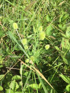 Image of pine barren flatsedge