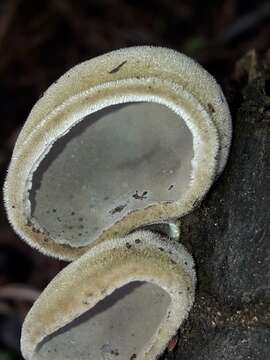 Image of Auricularia nigricans (Sw.) Birkebak, Looney & Sánchez-García 2013