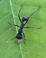 Image de Myrmecia athertonensis Forel 1915