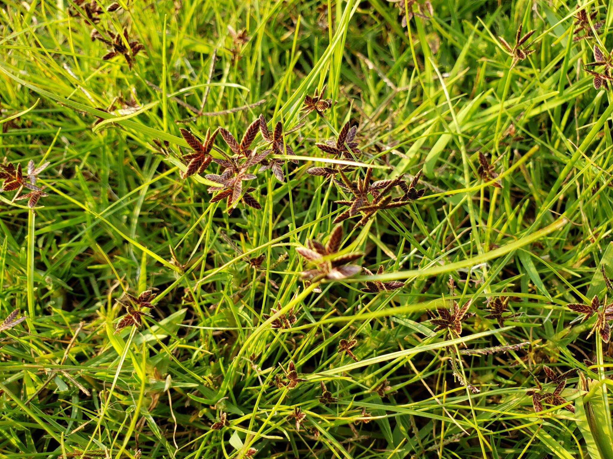 Image of Cyperus flavescens subsp. flavescens