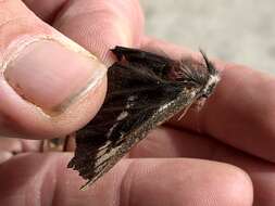 Image of Juno Buck Moth