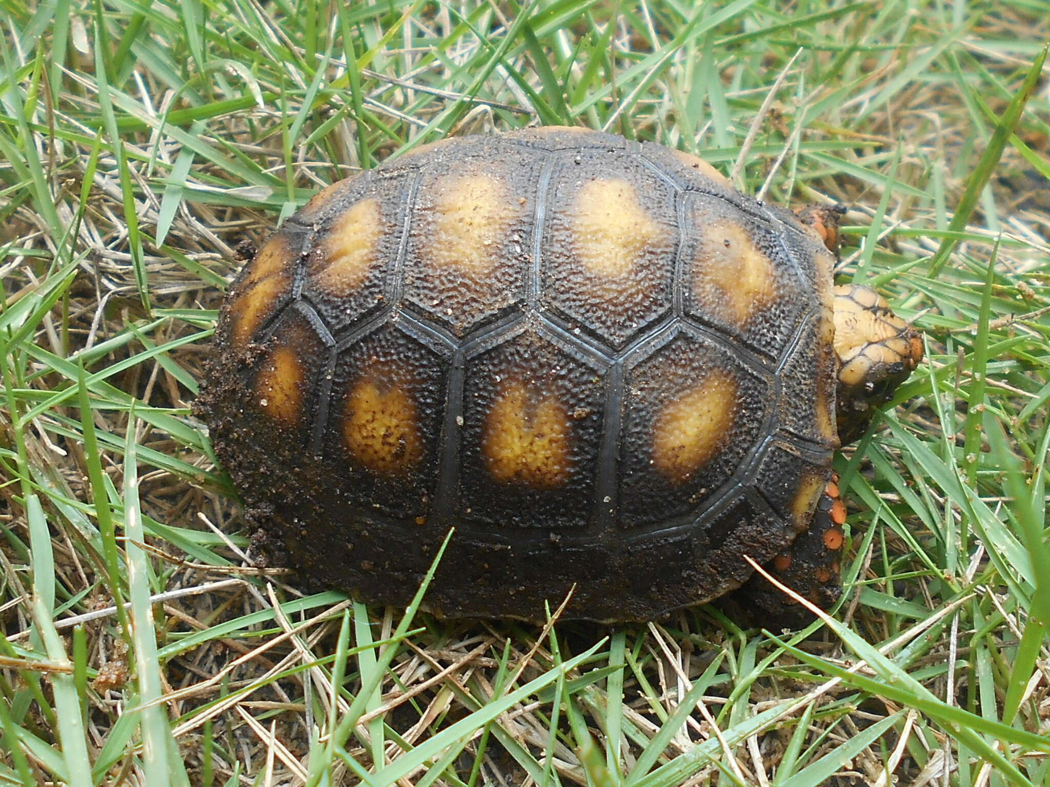 Image of Red-footed Tortoise