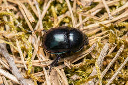 Image of Trypocopris pyrenaeus (Charpentier 1825)