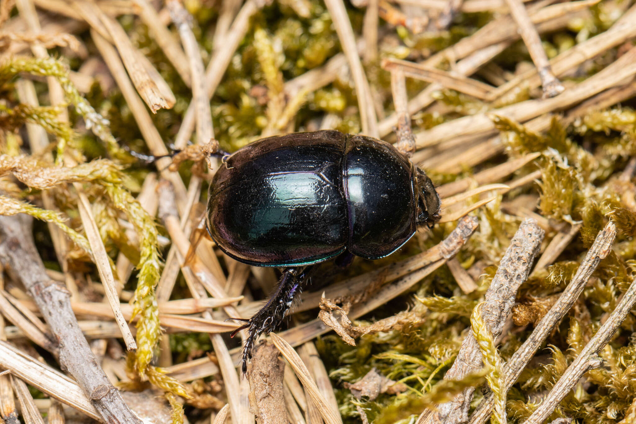 Image de Trypocopris pyrenaeus (Charpentier 1825)