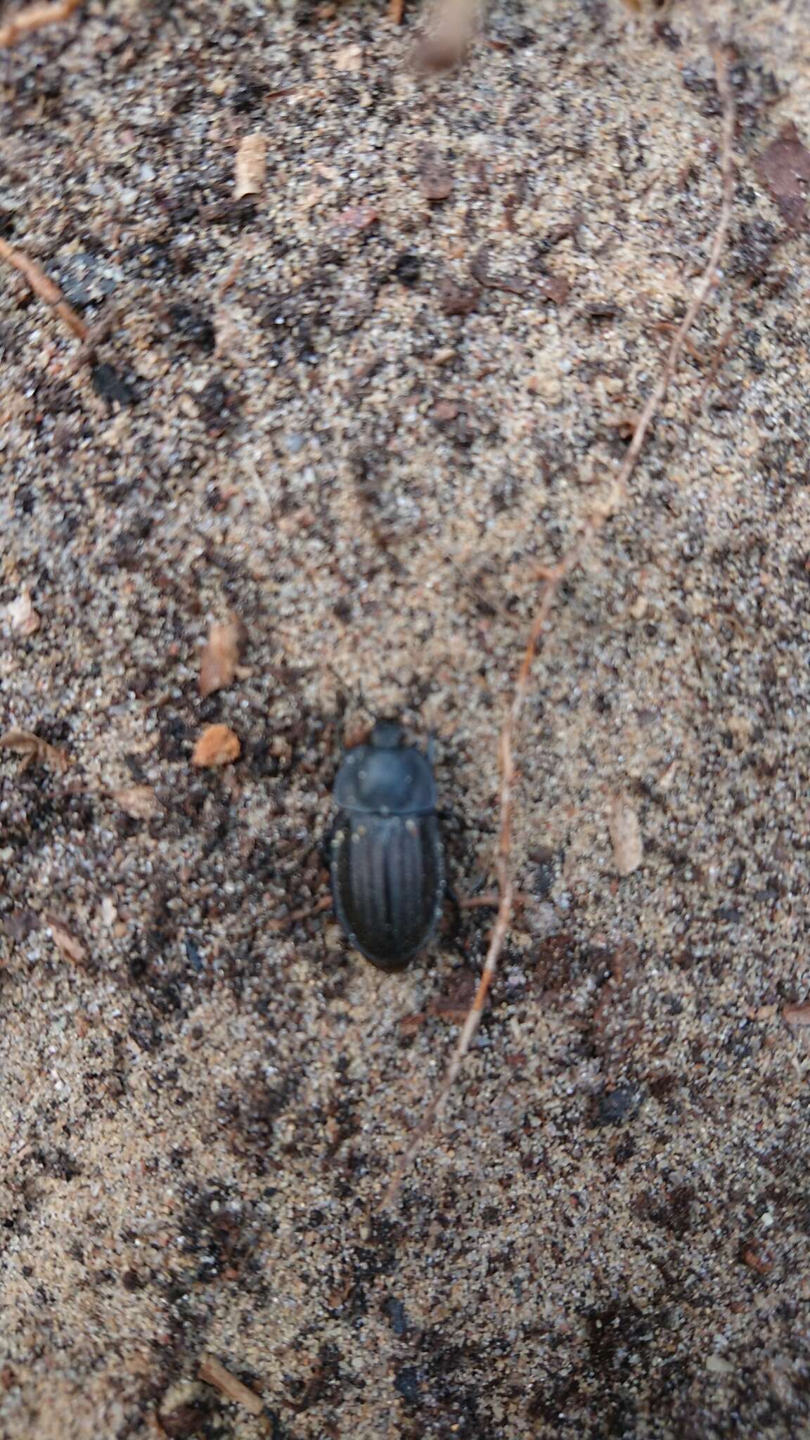 Image of Silpha (Silpha) carinata Herbst 1783