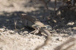 Image of Schreiber's Fringe-fingered Lizard