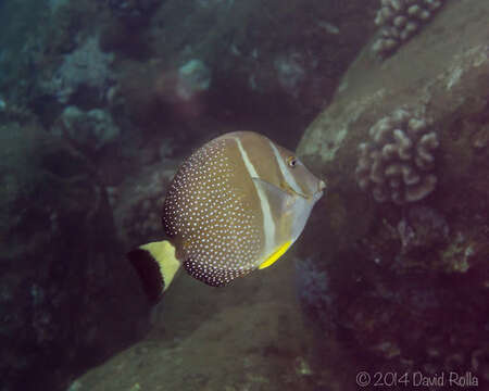 Image of Mustard Surgeonfish