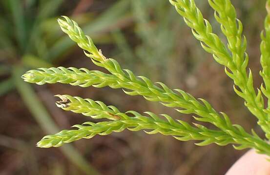 Image of Diphasiastrum zanclophyllum (J. H. Wilce) Holub