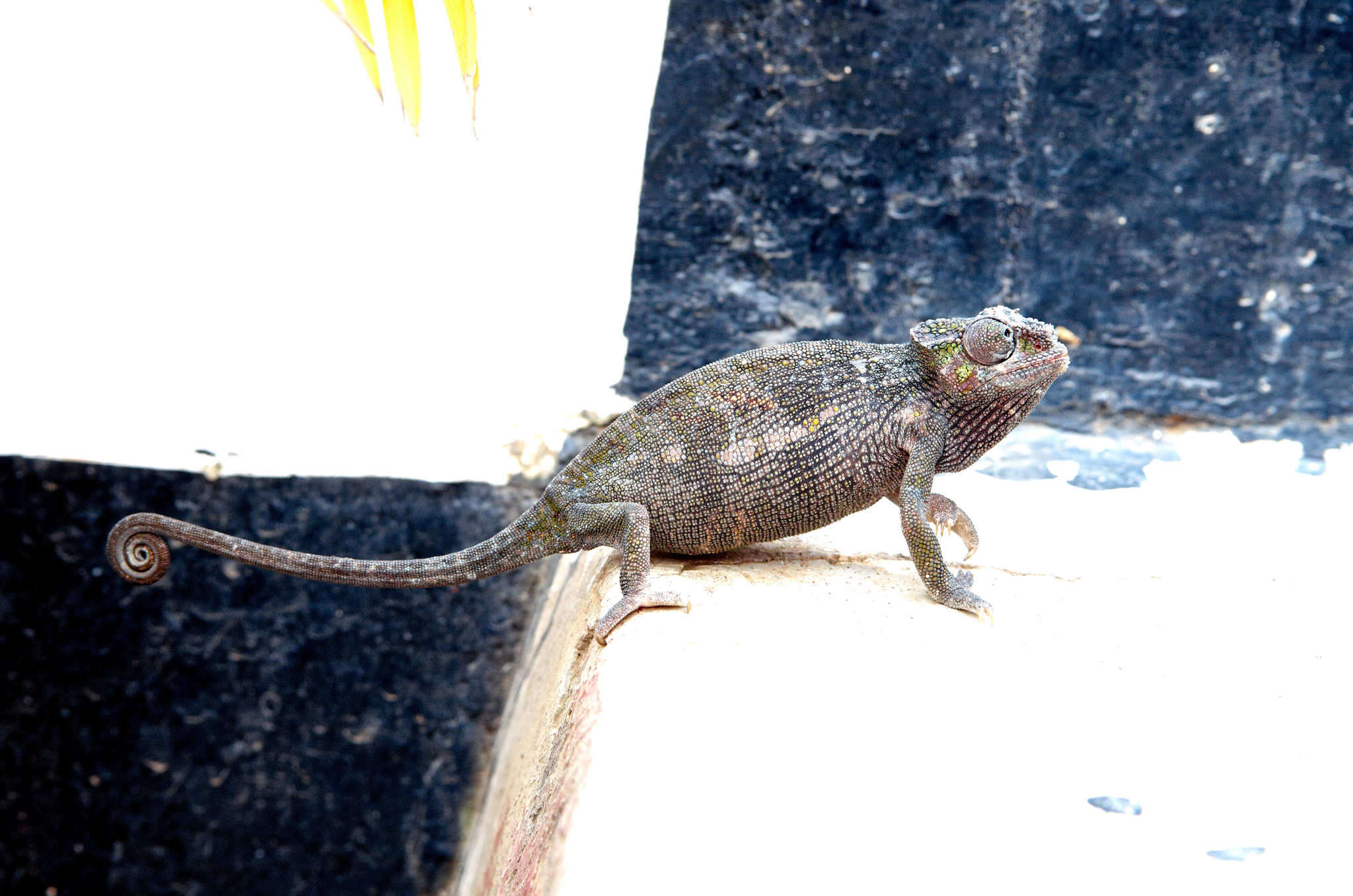 Image of Kilimanjaro Blade-horned Chameleon