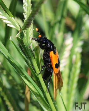 Image of Nicrophorus (Nicrophorus) olidus (Matthews & A. 1887)