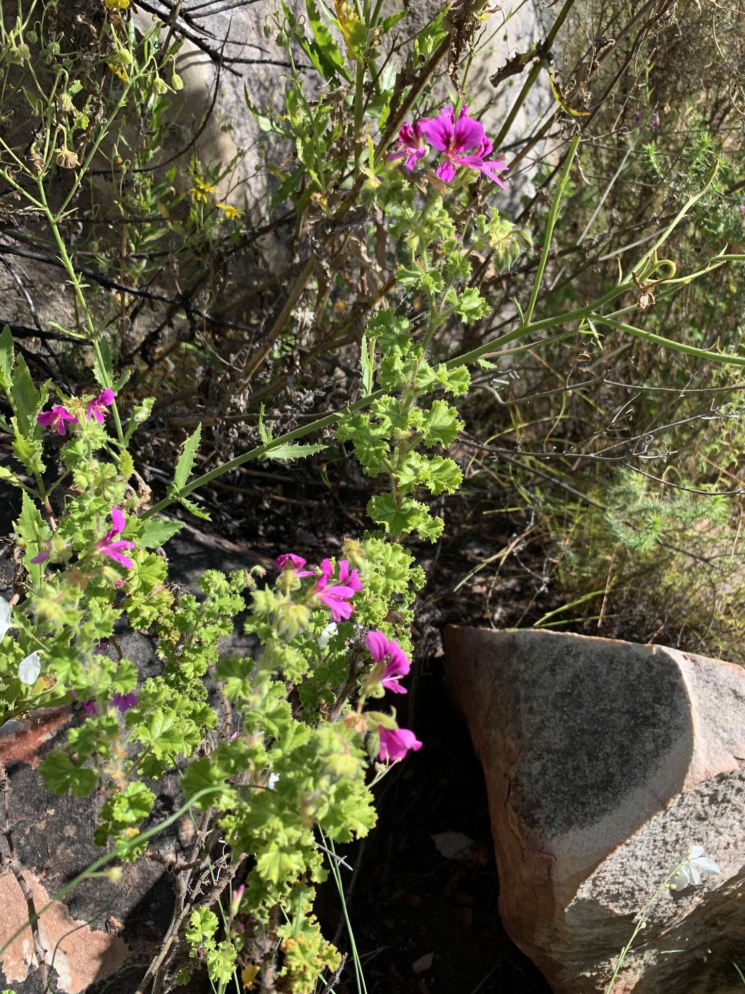 Image of Pelargonium englerianum Knuth