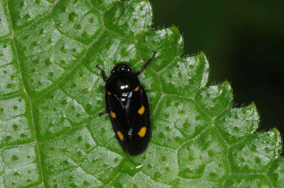 Image of Cosmoscarta trimacula (Walker 1851)