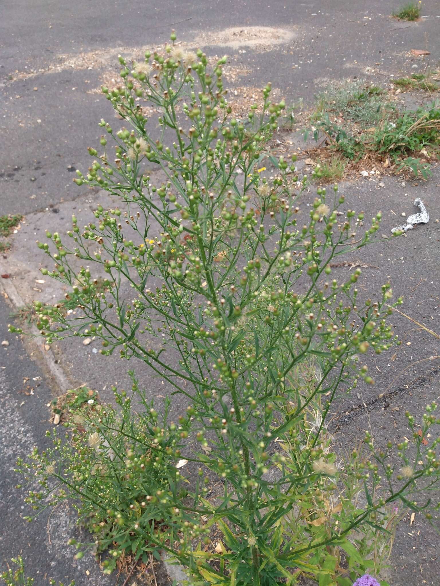 Image of Erigeron floribundus (Kunth) Sch. Bip.