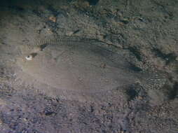 Image of Guinean flounder