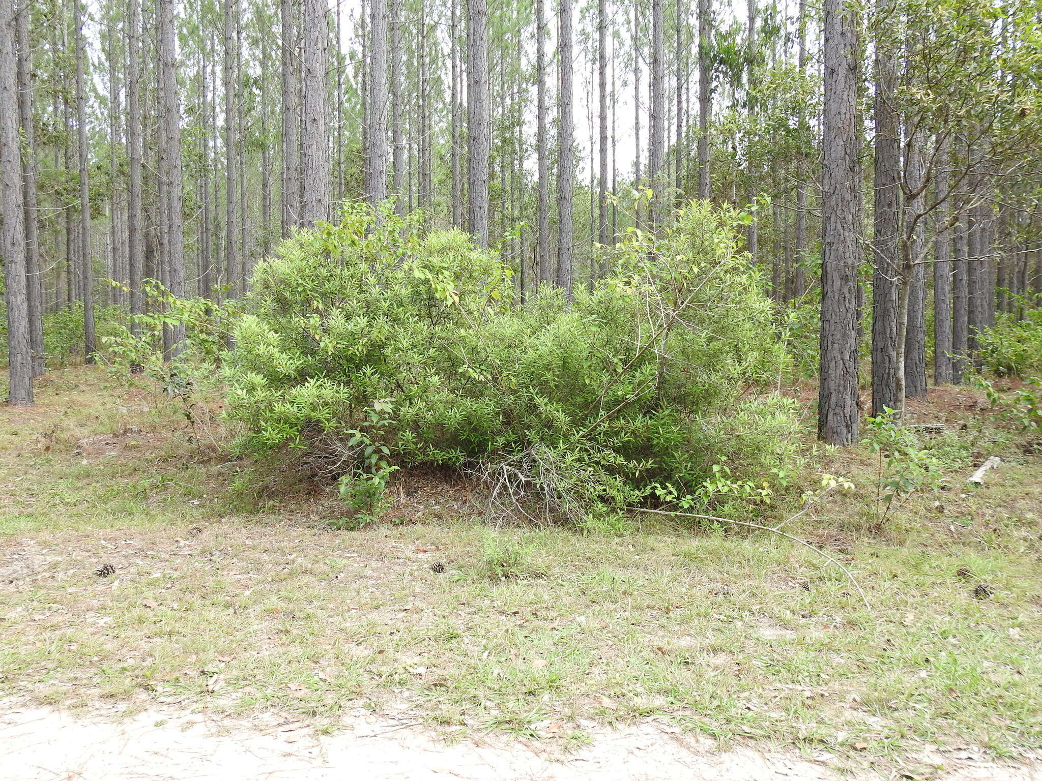 Image of Quassia bidwillii (Hook. fil.) Nooteboom