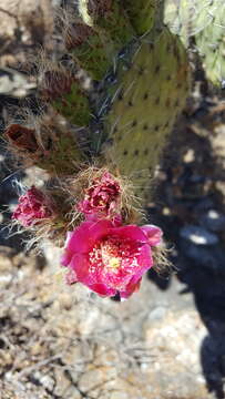 Plancia ëd Opuntia pilifera F. A. C. Weber