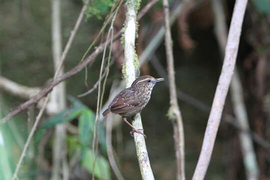 Image of Eyebrowed Wren Babbler