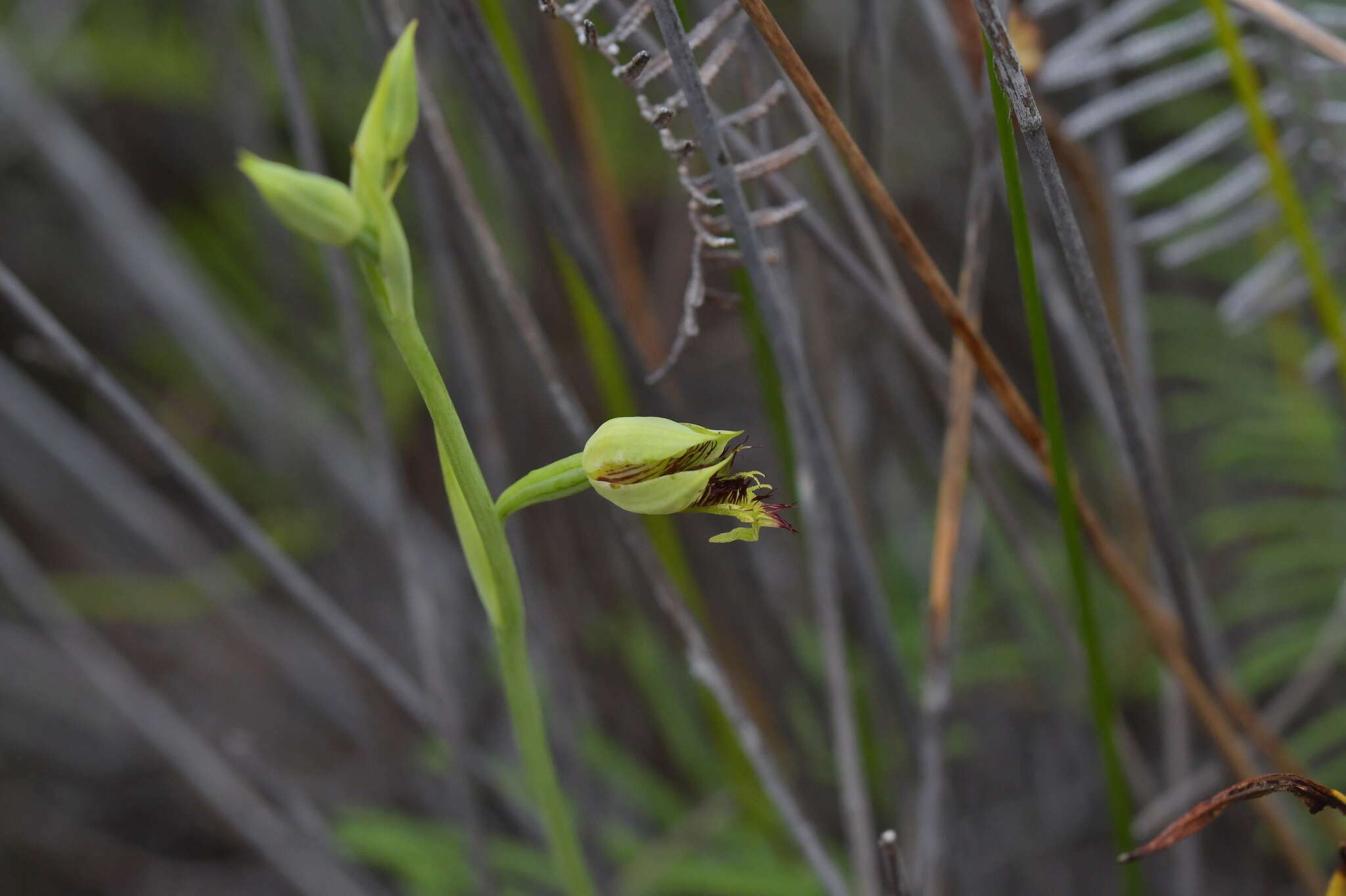 Calochilus herbaceus Lindl.的圖片