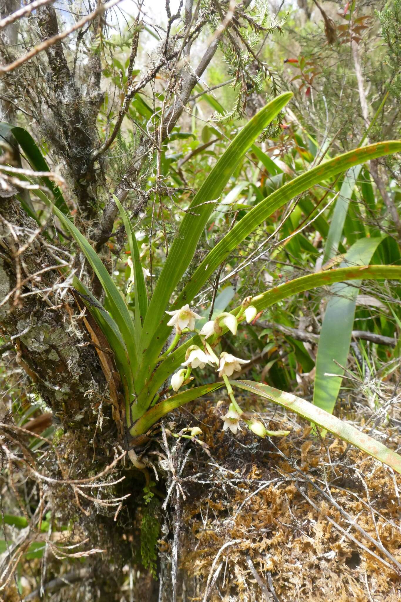 Image de Angraecum striatum Thouars