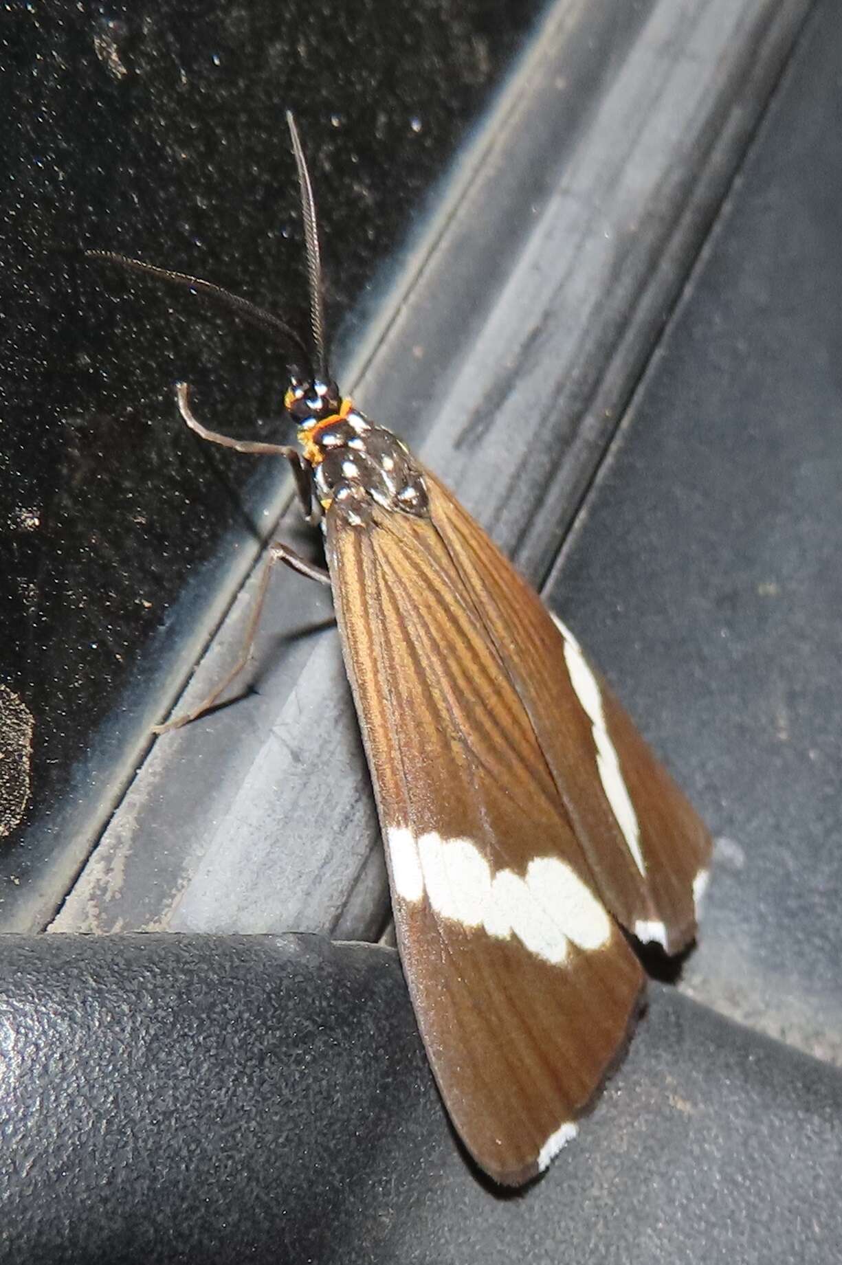 Image of Podomachla apicalis (Walker 1854)