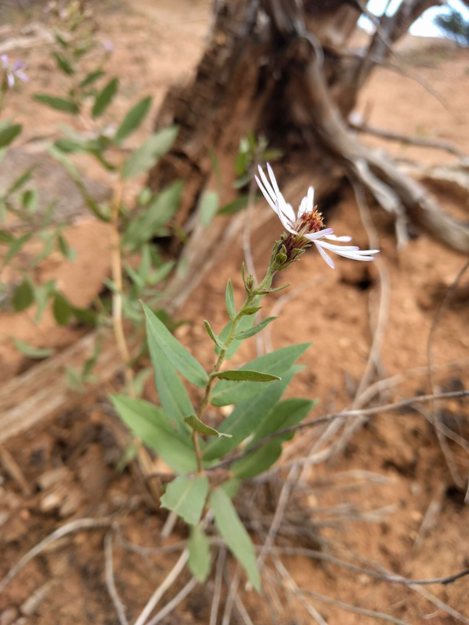 Image of Wasatch aster