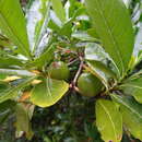 Image of Gardenia urvillei Montrouz.