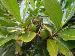 Image of Gardenia urvillei Montrouz.