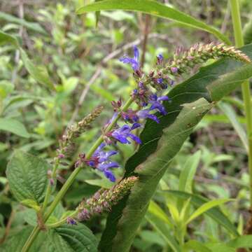 Image of Salvia polystachia Cav.