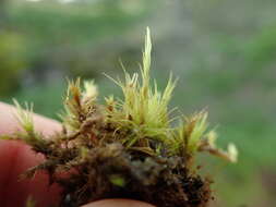 Image of Howell's dicranum moss