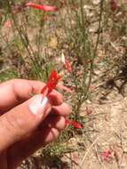 Sivun Penstemon labrosus (A. Gray) Mast. ex Hook. fil. kuva