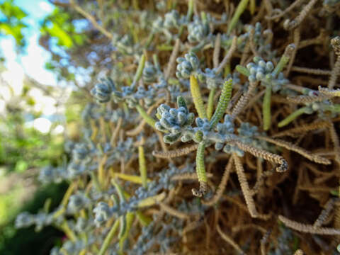 Слика од Achillea cretica L.