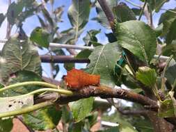 Image of Clear Dagger Moth