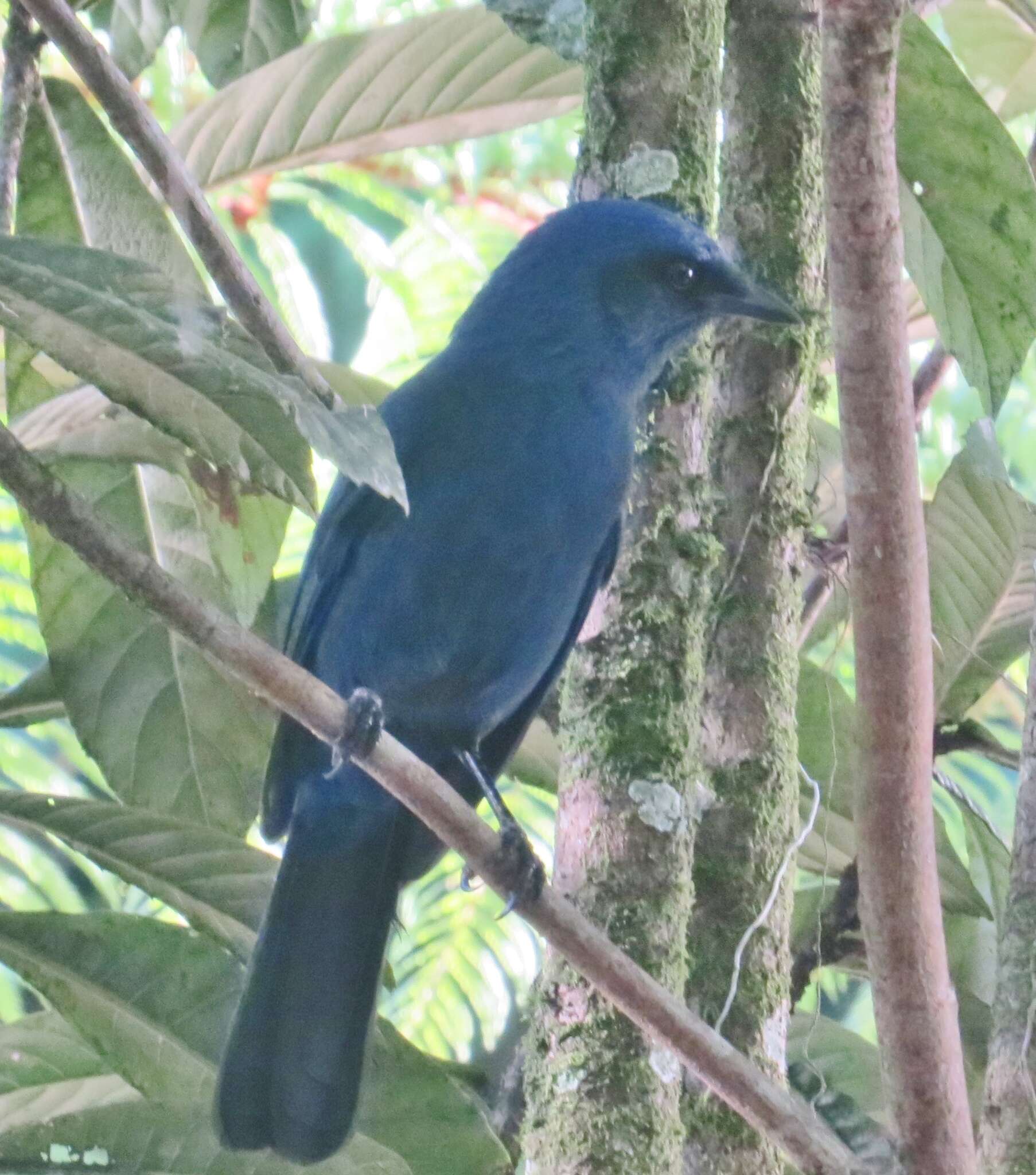 Image of Unicolored Jay