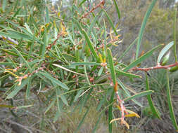 Sivun Hakea carinata F. Müll. ex Meissn. kuva