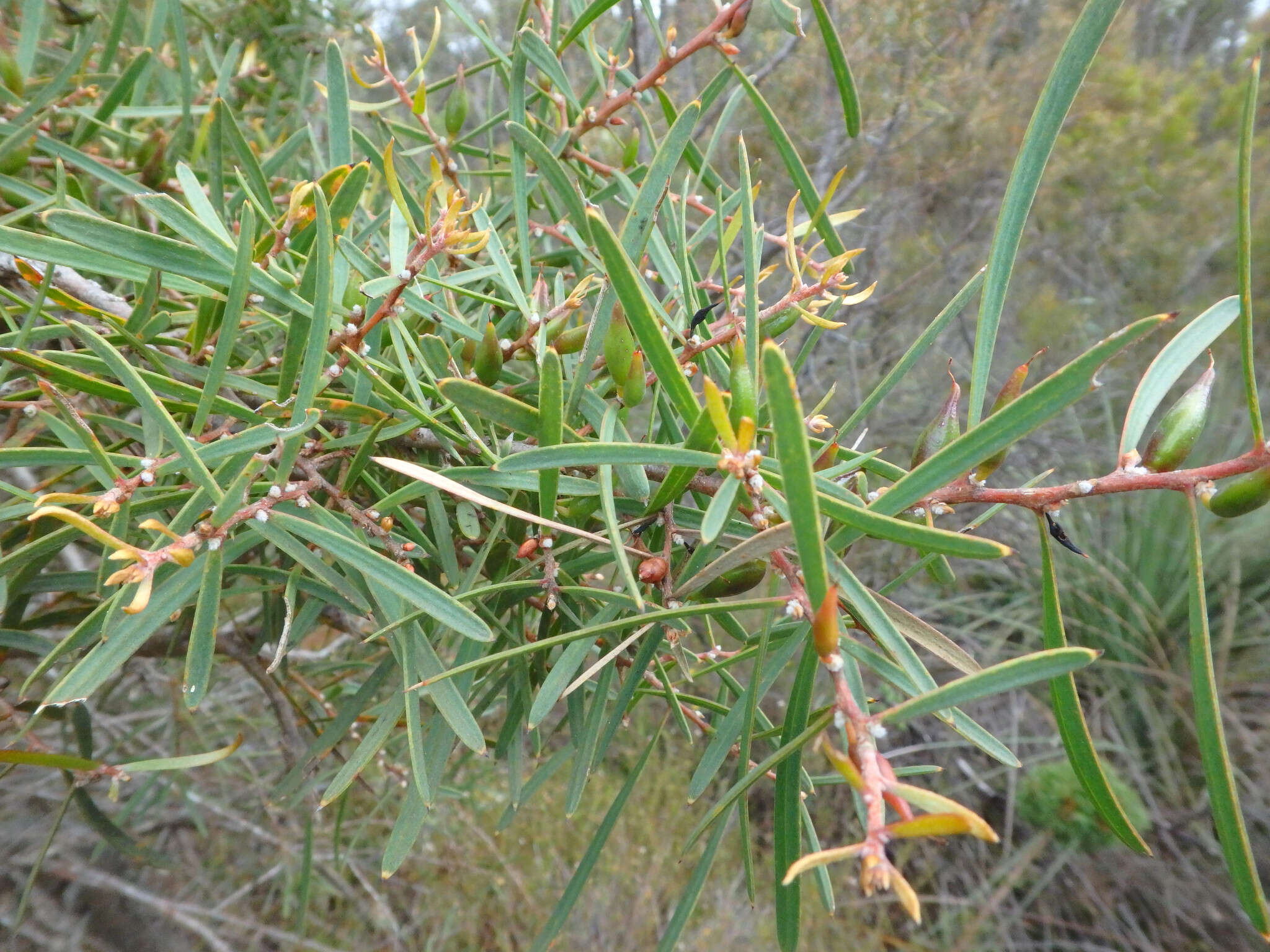 Image of Hakea carinata F. Müll. ex Meissn.