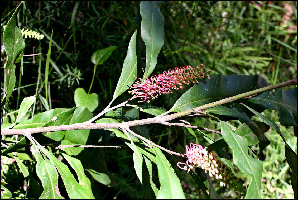 Image of Grevillea barklyana F. Müll. ex Benth.