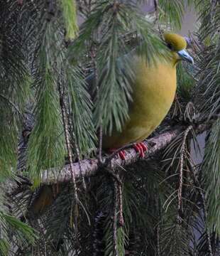 Image of Wedge-tailed Pigeon