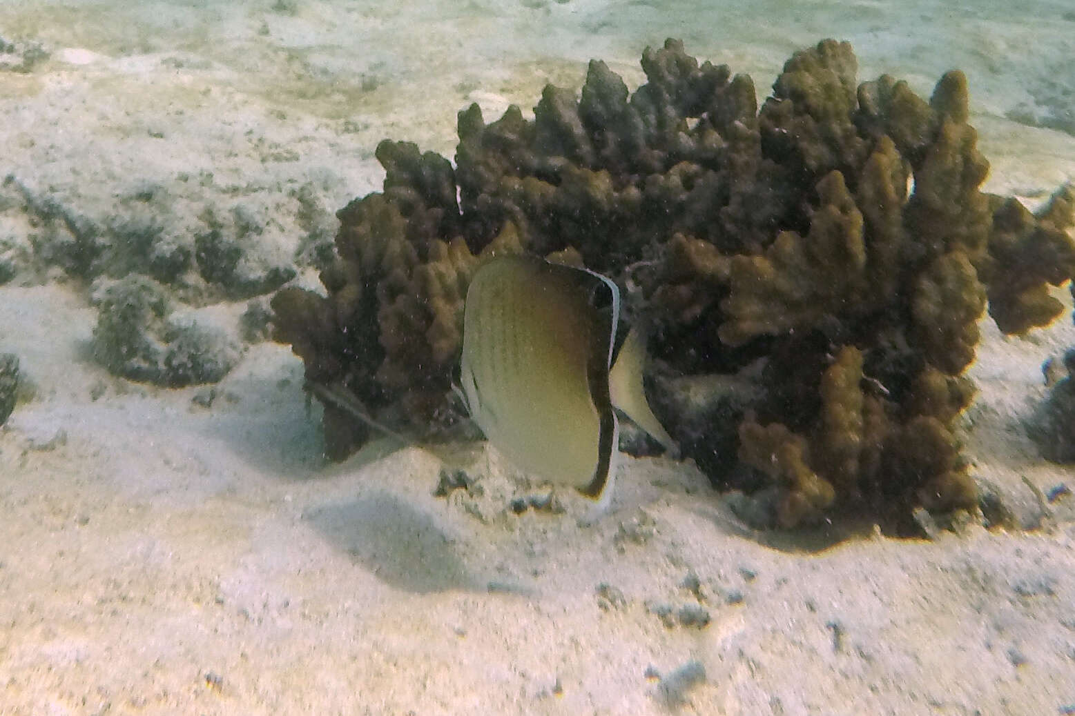 Image of Assarius Butterflyfish