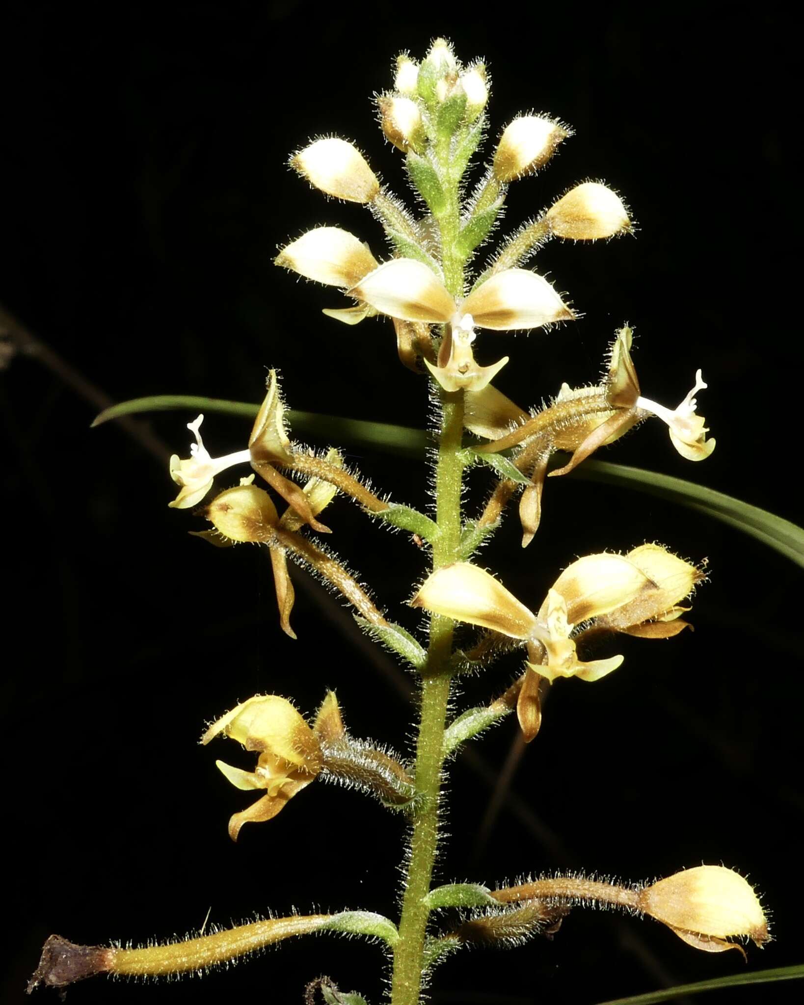 Image of Ponthieva diptera Linden & Rchb. fil.